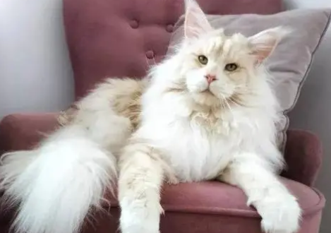 世界上最大的猫多少斤 世界上最大的猫多少斤