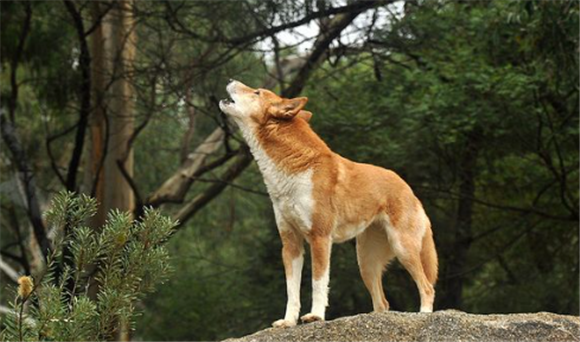 澳洲野犬能否驯化