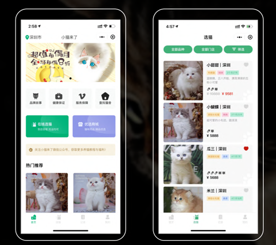 小猫来了：从活体切入千亿宠物猫赛道，如何做宠物行业数字化开拓者