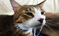 猫嘴里流粘液是什么病