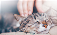 女人说自己是猫是什么意思