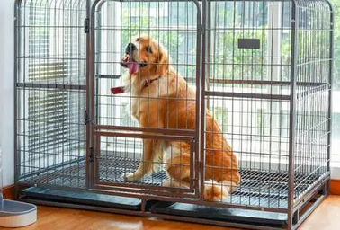 狗笼子拉屎掉不下去怎么办