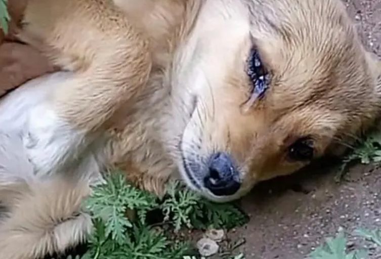 狗死后主人哭他知道吗