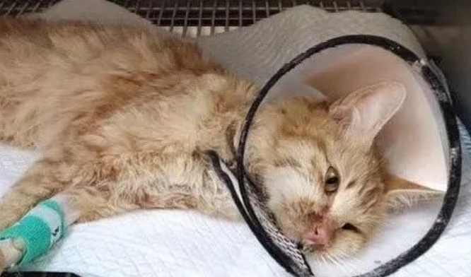 小猫的肛门红肿外翻是怎么回事 小猫的肛门红肿外翻是怎么回事