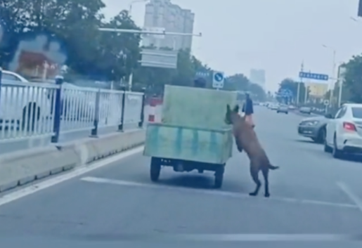 主人在马路上骑三轮车载着狗,它一会跳下车又跳上来,在作妖啊! 主人在马路上骑三轮车载着狗,它一会跳下车又跳上来,在作妖啊!