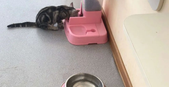 哪些食物猫咪误食会导致死亡