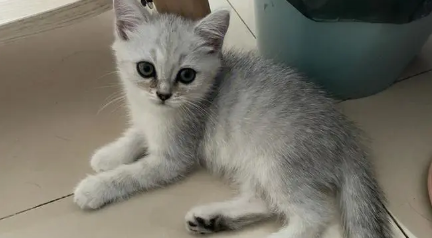 建成猫怎么养