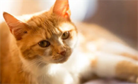 我一靠近我的猫咪就跑
