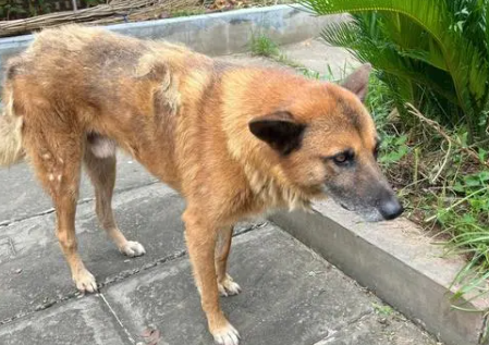 最适合看家和护主的犬