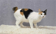 日本三大名猫是什么猫