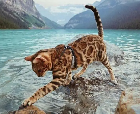 养一只“豹猫”是什么体验?铲屎官:哭笑都自己受着,一言难尽啊 养一只“豹猫”是什么体验?铲屎官:哭笑都自己受着,一言难尽啊