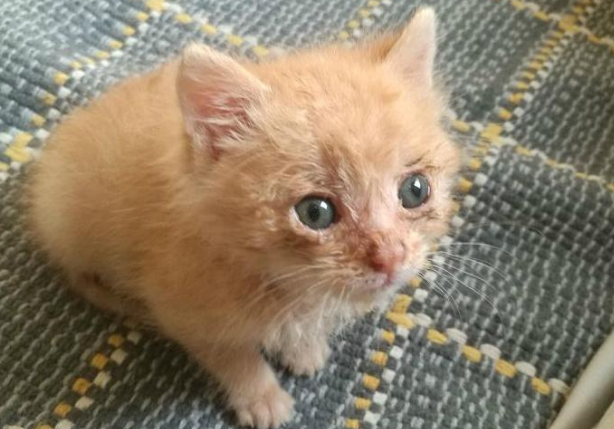 橘猫刚出生就遭母亲遗弃，被网友收养后，成为网友的掌上明“橘”
