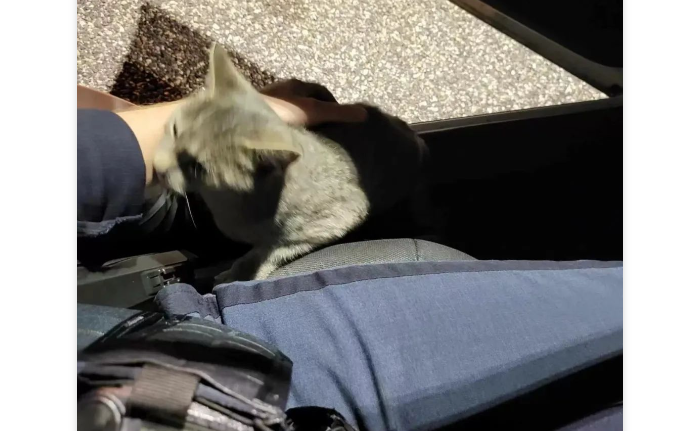 网友在停车场被碰瓷，猫咪径直跳上车：养我！快！