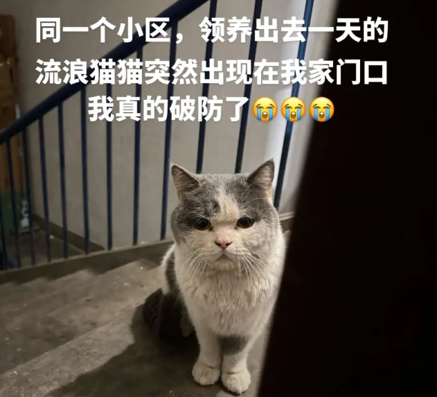 网友为流浪猫找了新主人,可送养一天猫咪就跑回来蹲在她家门口等待:其实我想跟你回家... 网友为流浪猫找了新主人,可送养一天猫咪就跑回来蹲在她家门口等待:其实我想跟你回家...