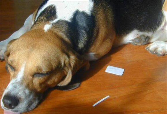 犬窝咳怎么算彻底好了 犬窝咳怎么算彻底好了