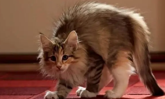 猫做出攻击主人姿势 猫做出攻击主人姿势