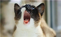 猫总是叫很烦人怎么办