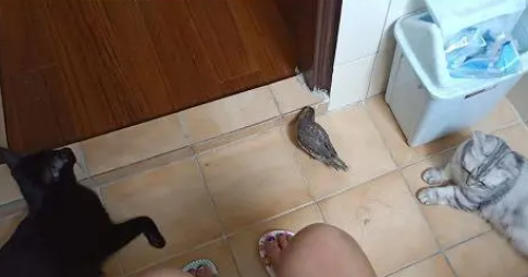 怕奴才被偷袭，三保镖跟陪到厕所，妈坐马桶笑喷：是在开会？