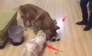 主人买回来一只假金毛,大金毛醋意大发,敢跟我争宠,撕了你再说 主人买回来一只假金毛,大金毛醋意大发,敢跟我争宠,撕了你再说