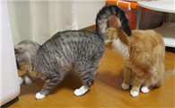 猫怎么区分