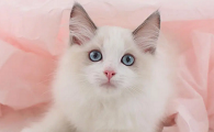 什么猫好看