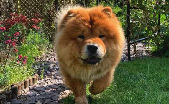 哪里能买到正宗士松犬 哪里能买到正宗士松犬