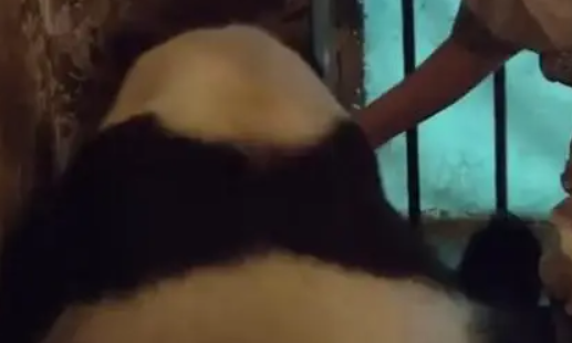 大熊猫妈妈“实力坑娃”，为了一个苹果，“出卖”亲生骨肉