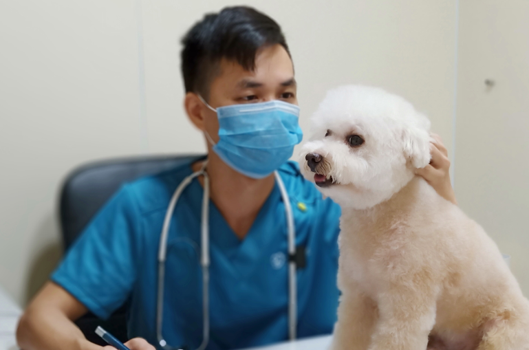 庆大霉素狗狗能吃吗