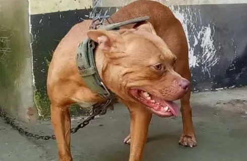世界十大猛犬排行榜