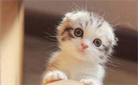 小猫的资料介绍