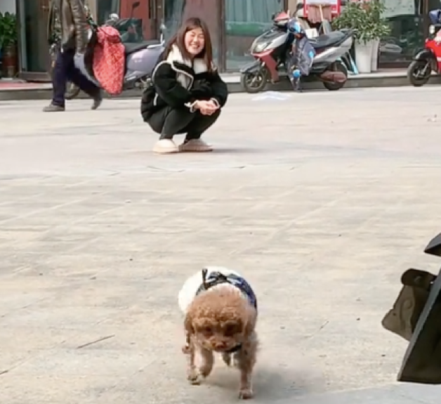 狗狗遇到前主人,犹豫片刻决定走向新主人 狗狗遇到前主人,犹豫片刻决定走向新主人