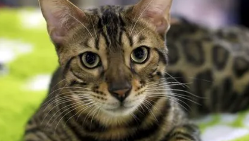 埃及猫图片，如何训练有窍门