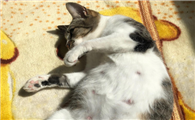 母猫隔了四天又生了