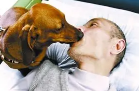 感动中国的动物，真实版人狗情未了，守护爱人的雌鸟！还有放生龟