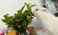 茉莉花对猫有毒吗