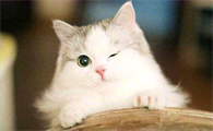 为什么打猫越打越想打