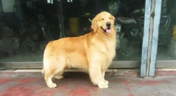 让金毛出来混个脸熟,被拴在门口的它一慌张就尿了一地 让金毛出来混个脸熟,被拴在门口的它一慌张就尿了一地