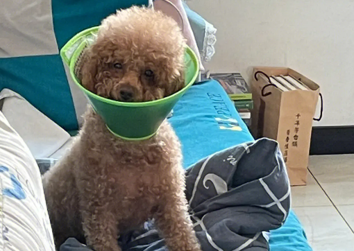 母犬子宫蓄脓怎么判断