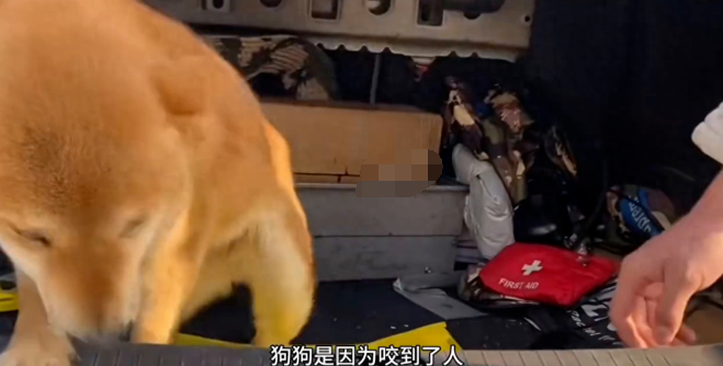 狗狗被主人硬生生打断了两条腿,太狠了 狗狗被主人硬生生打断了两条腿,太狠了