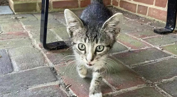 奶猫在公交车站呼救,路人果断施救 奶猫在公交车站呼救,路人果断施救