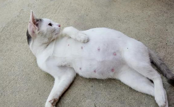 母猫生完小猫为什么还会流血