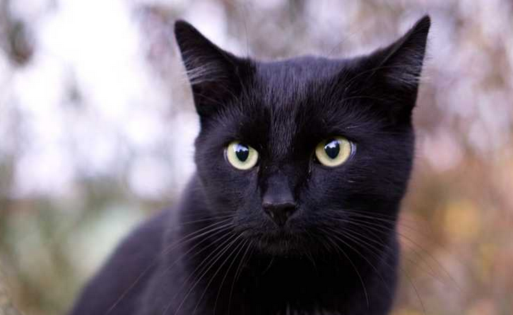 陌生猫进家门预示着什么