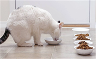 猫一天吃几顿