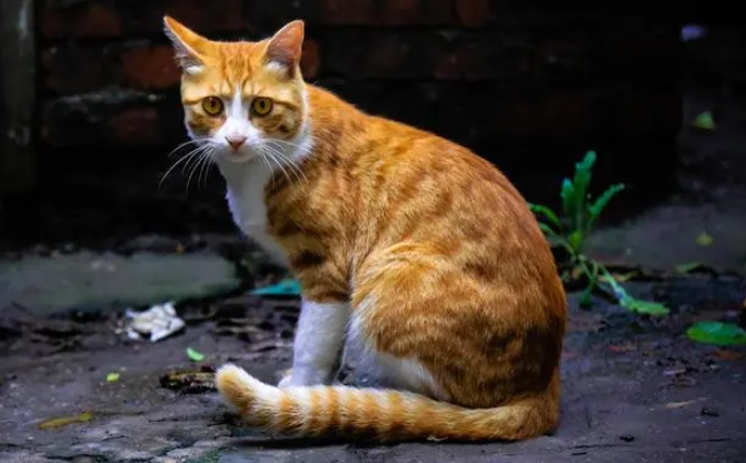 母猫发情期多久