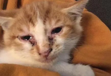 小猫眼睛流眼泪怎么回事