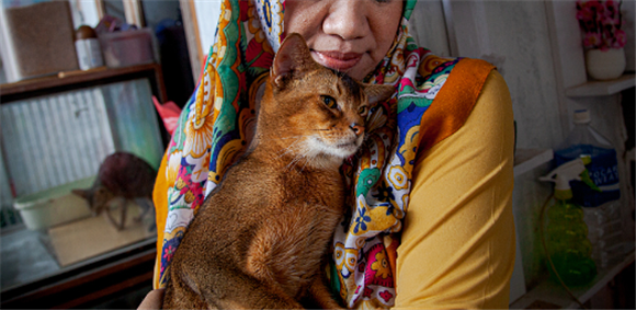 印星猫取名什么好 印星猫取名什么好