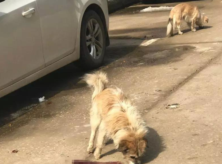 开车撞死狗是凶还是吉