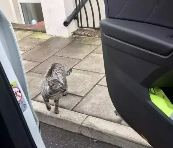 开车出门遇到自家猫，一开门猫咪就自己上车