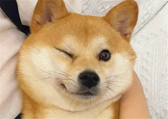 柴犬是秋田犬吗?正确区分它们之间的差别 柴犬是秋田犬吗?正确区分它们之间的差别