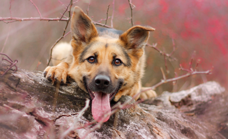 鹰犬的成语啥意思